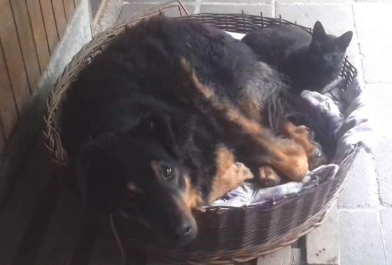 Gemeinsam den Naturweg finden 7 Hund und Katze - echter Tierschutz