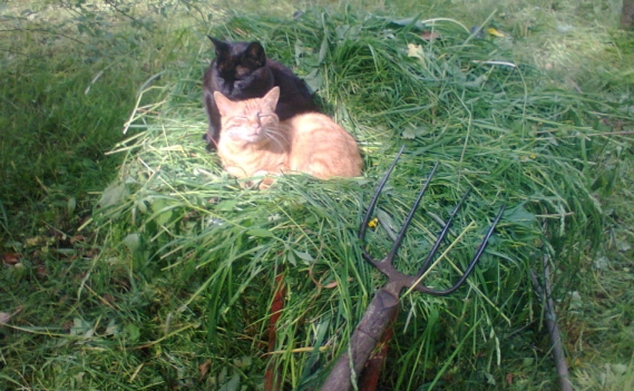Gemeinsam den Naturweg finden 8 Kater - echter Tierschutz