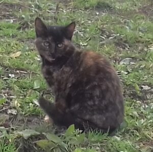 Gemeinsam den Naturweg finden 11 Junge Katze - echter Tierschutz